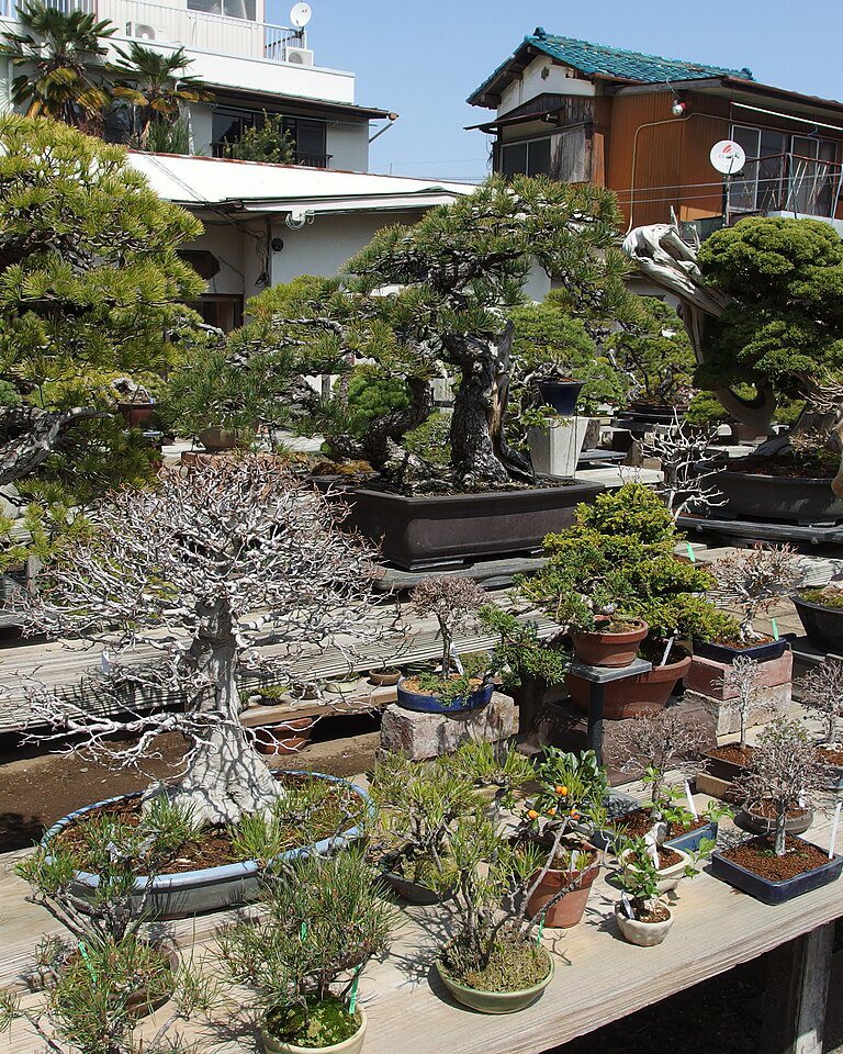 日本大宫盆景村真实苗圃内分层陈列的松柏与造型盆景